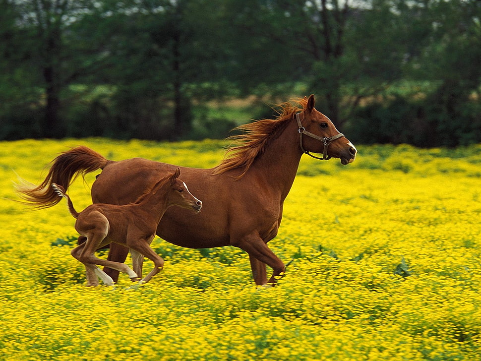 two brown horses on green grass field HD wallpaper